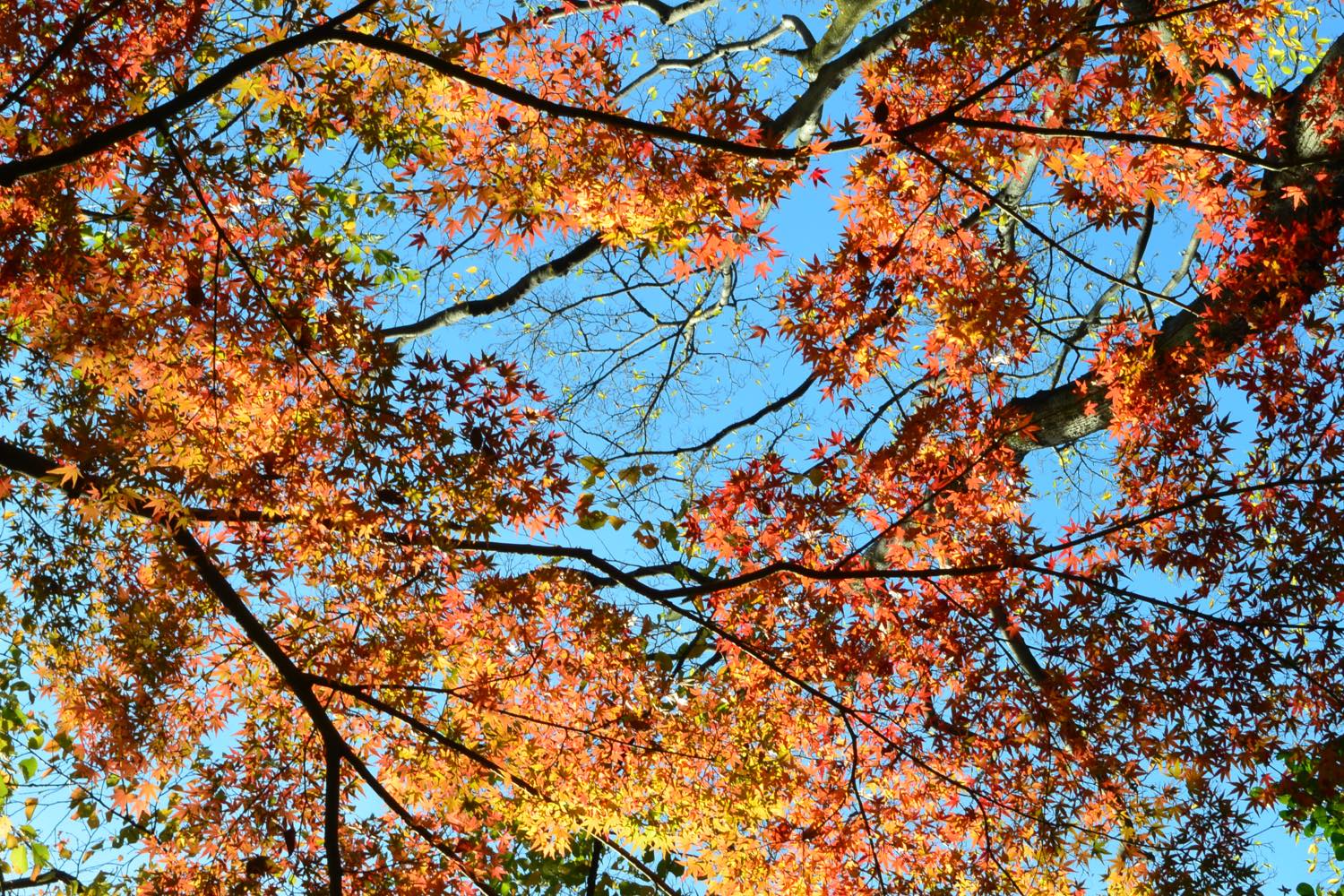 見上げれば、陽に透ける紅葉