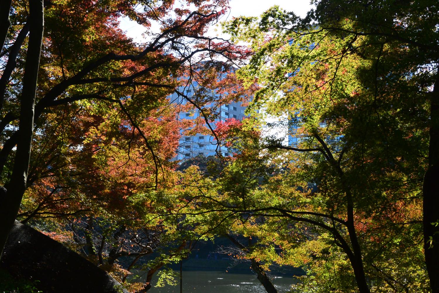 木立が縁取る、庭園の池の紅葉