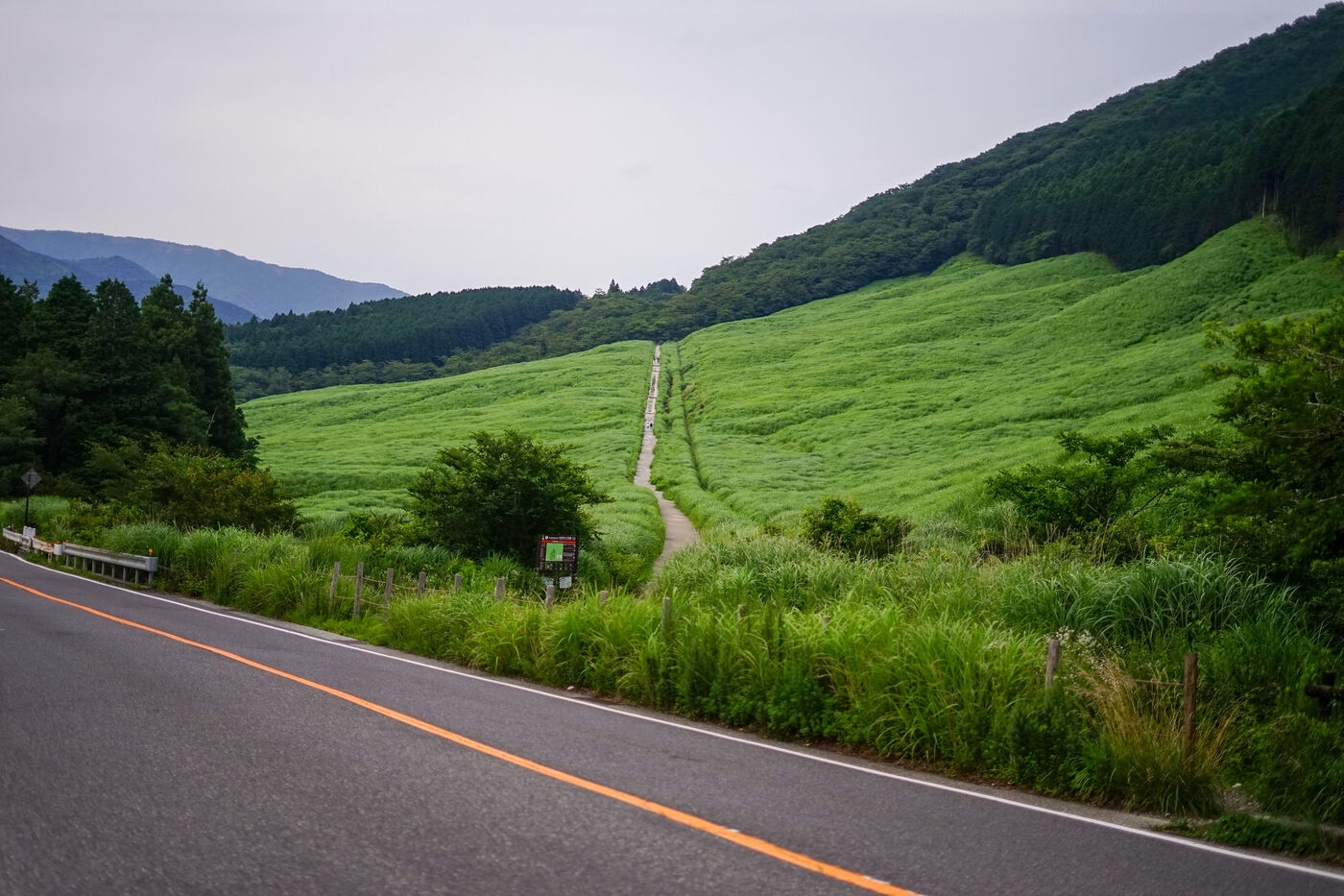 緑の波がひろがる草原