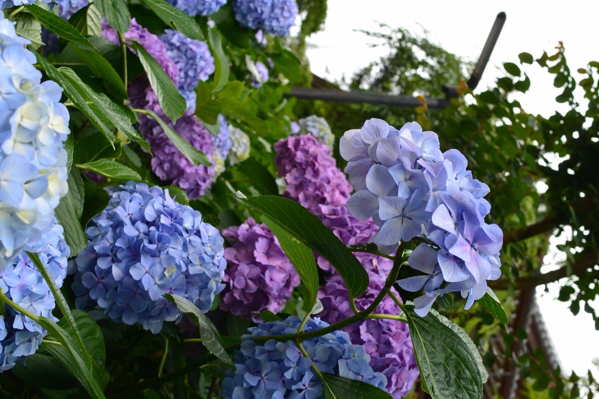 梅雨の前に、風を通す。｜着物の虫干しと陰干しのこと